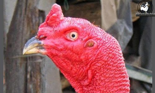 Chọn gà chọi đá hay qua cách xem mắt gà