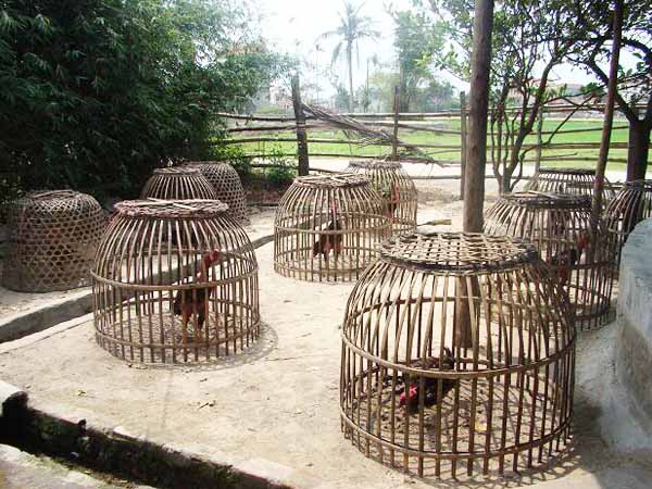 cach phoi nang ga choi 2