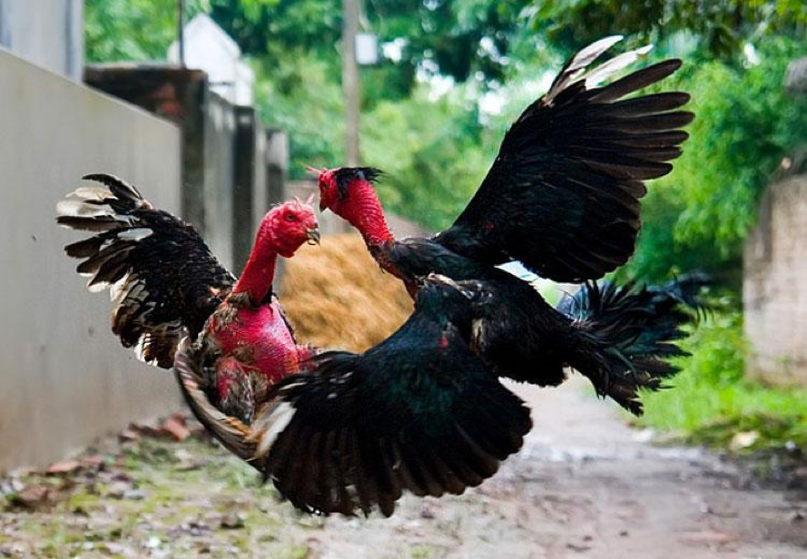 Tiết lộ cách chọn gà chọi hay chuẩn sư kê – Bí quyết để sở hữu chiến kê bất bại 2 chon ga choi hay 1 2