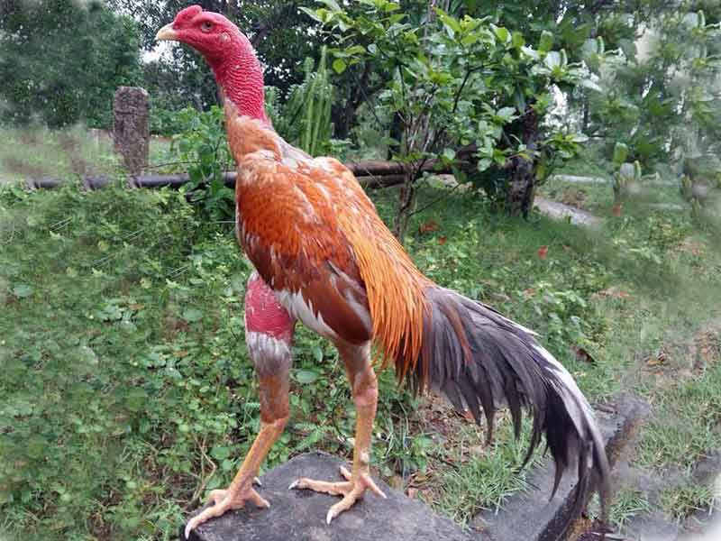 Tiết lộ cách chọn gà chọi hay chuẩn sư kê – Bí quyết để sở hữu chiến kê bất bại 3 chon ga choi hay 3 3