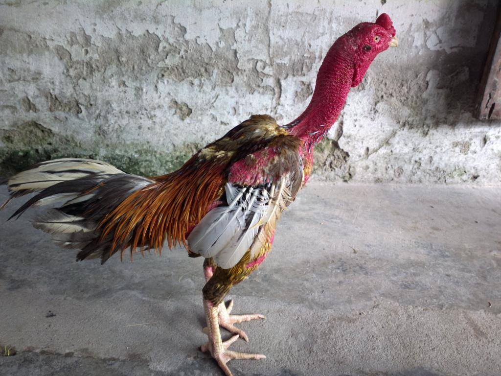 xem tuong ga choi hay 2 2
