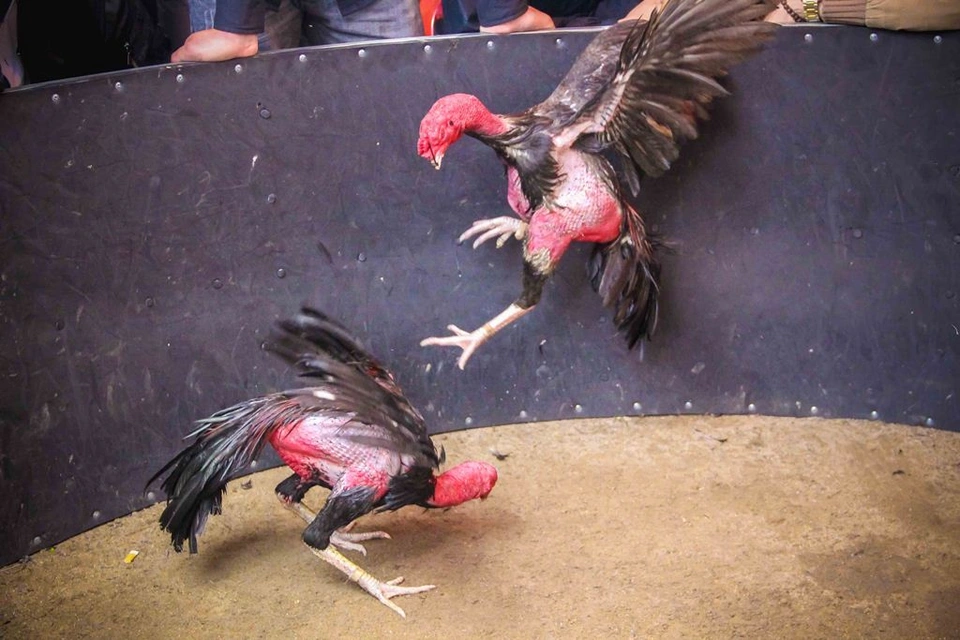 xem tuong ga choi hay 6 5