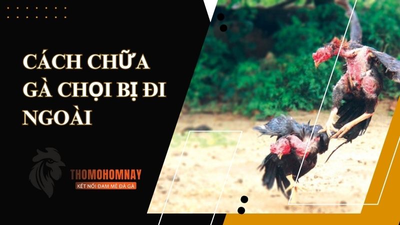 Nguyên nhân chính khiến chiến kê bị tiêu chảy