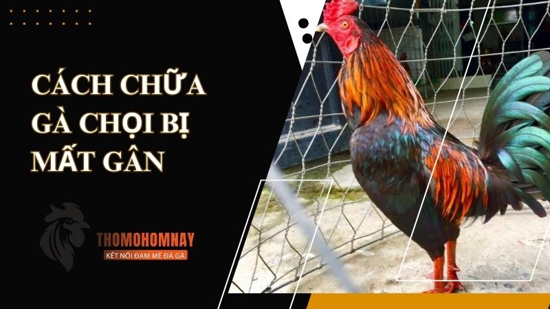 Cách chữa gà chọi bị mất gân do om chườm không đúng kỹ thuật