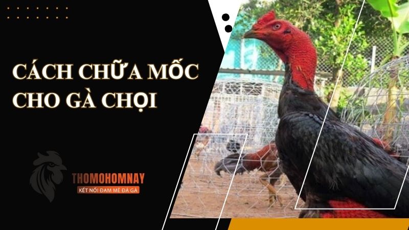 Nguyên nhân khiến cho chiến kê bị mốc da