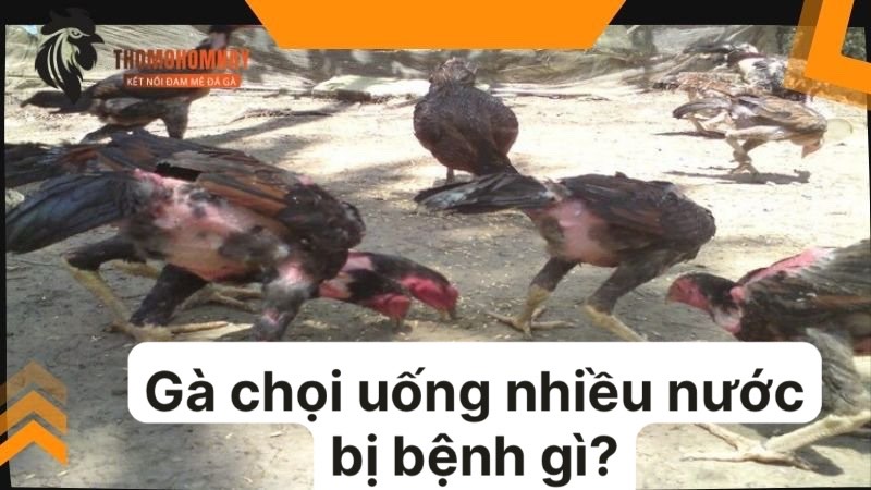 Gà chọi uống nhiều nước bị bệnh gì và có đáng lo ngại không? 3 Chiến kê uống nhiều nước do nhiễm bệnh