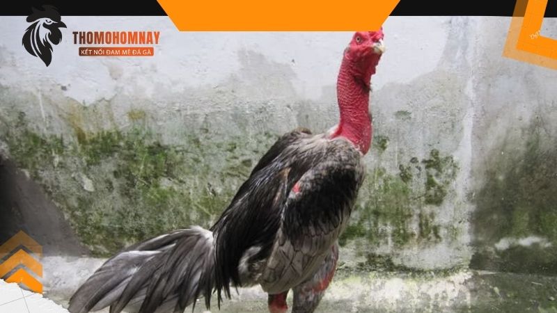 Cách nuôi gà đá chân mạnh để thi đấu đơn giản mà cực hiệu quả 4 Cho gà đá tắm nắng để bổ sung canxi giúp chắc khỏe cơ xương