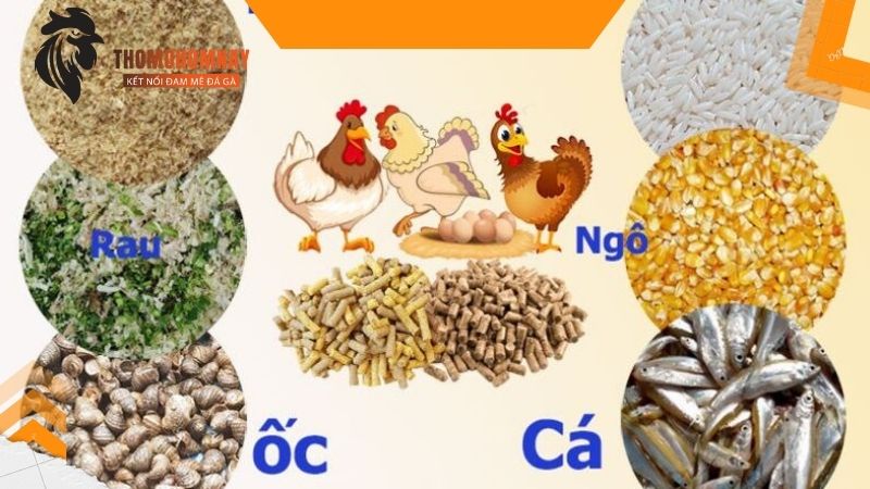 Cách nuôi gà đá chân mạnh để thi đấu đơn giản mà cực hiệu quả 2 Bổ xung thuốc tăng cơ khi muốn chiến kê đá chân mạnh