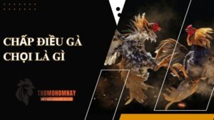 Tìm hiểu về luật chấp cựa áp dụng cho các trận đá gà lông
