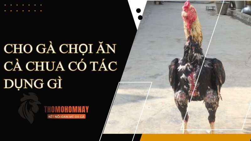 Thành phần dinh dưỡng tốt cho chiến kê có trong cà chua sống