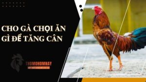 Khi gà con mới tách mẹ cho ăn gì để tăng cân?