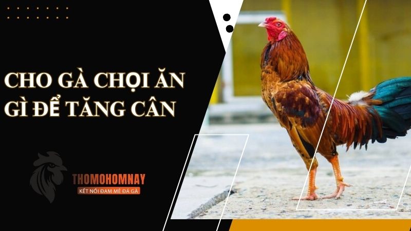 Khi gà con mới tách mẹ cho ăn gì để tăng cân?