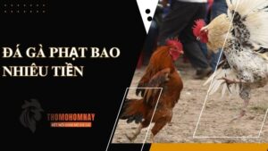 Tìm hiểu về hành vi chơi đá gà