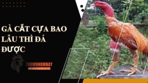 Tìm hiểu về cựa gà và vai trò của nó