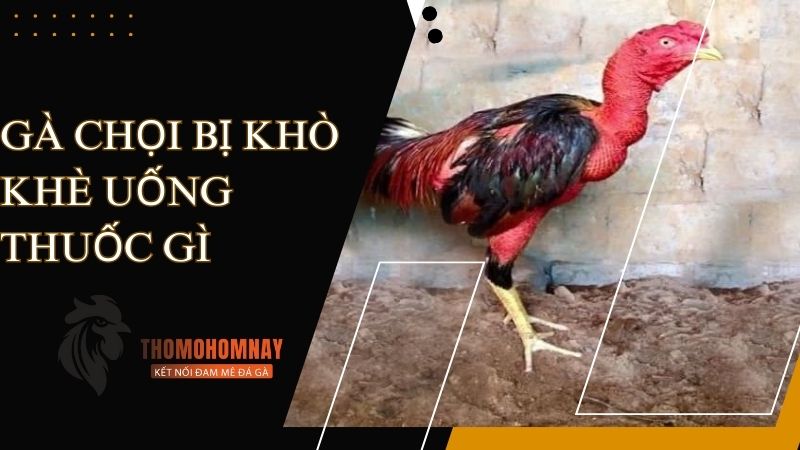 Gà chọi bị khò khè uống thuốc gì khi kèm mệt mỏi, ủ rũ?