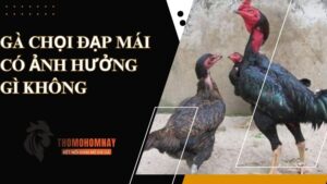 Trả lời: Gà chọi đạp mái có ảnh hưởng gì không?
