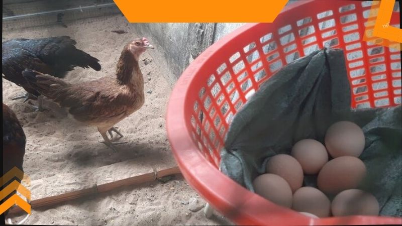 Gà chọi mái mấy tháng thì đẻ và một số thông tin cơ bản cần thiết 4 Lưu ý cần ghi nhớ trong quá trình nuôi gà chọi mái sinh sản