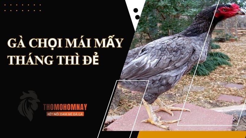 ga choi mai may thang thi de 10