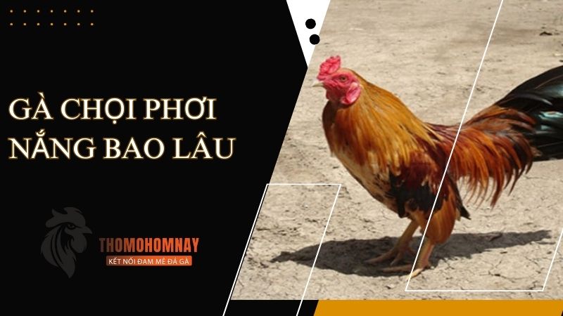 Nên gà chọi phơi nắng bao lâu?