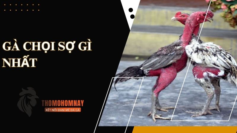 Chiến kê bị hoảng sợ và nhút nhát khi bị vần với cường độ dầy