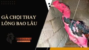 Gà chọi thay lông bao lâu? Thời điểm thay lông là khi nào?