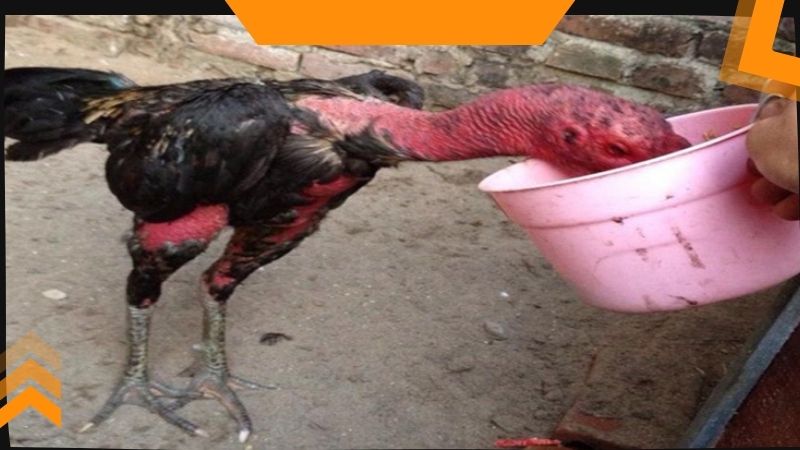 Gà chọi uống nhiều nước bị bệnh gì và có đáng lo ngại không? 2 Gà chọi uống nhiều nước bị bệnh gì và cách điều trị ra sao?