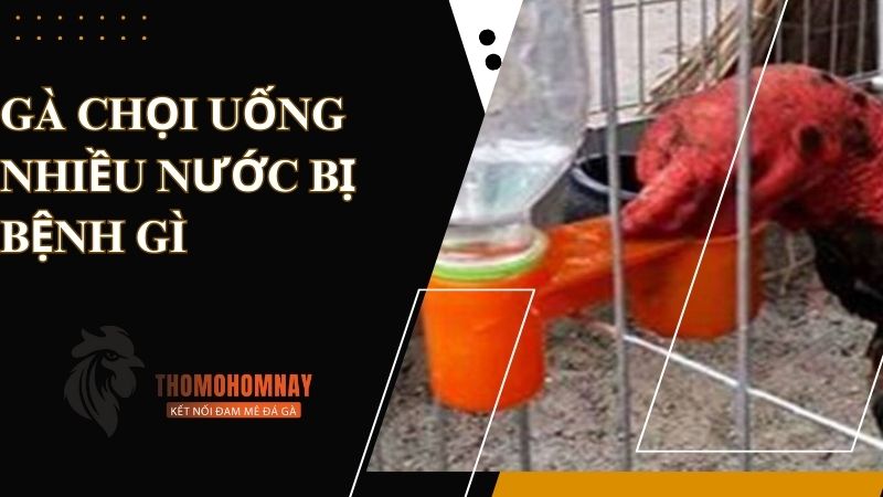 Gà chọi uống nhiều nước bị bệnh gì và có đáng lo ngại không? 1 Tình trạng chiến kê uống nhiều nước có nguy hiểm không?