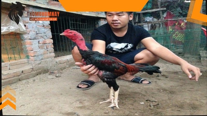 Gà mới đá về nên làm gì để hồi phục thể trạng nhanh chóng 2 Chăm sóc và xử lý vết thương cho chiến kê khi vừa xung trận về