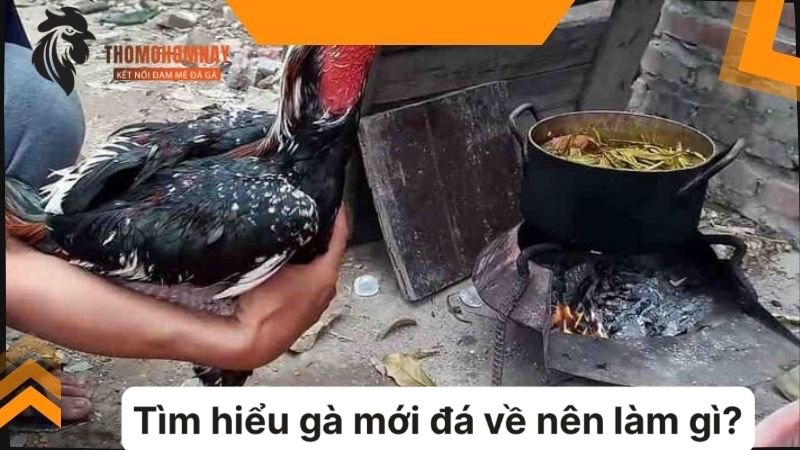 Gà mới đá về nên làm gì để hồi phục thể trạng nhanh chóng 4 Gà mới đá về nên làm gì đó là không thể bỏ qua việc om bóp