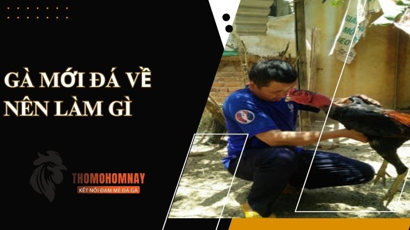 Gà mới đá về nên làm gì để hồi phục thể trạng nhanh chóng 1 Tìm hiểu gà mới đá về nên làm gì?