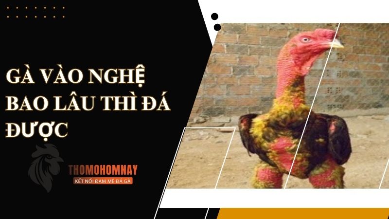 Tìm hiểu gà vào nghệ bao lâu thì đá được?