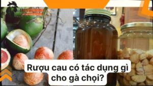 Hạt cau tươi khi ngâm rượu cau có tác dụng gì cho gà chọi?