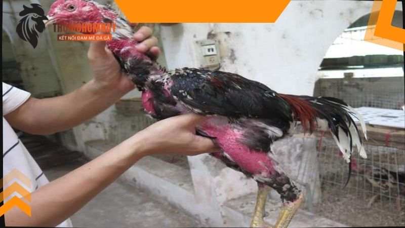 Gà mới đá về nên làm gì để hồi phục thể trạng nhanh chóng 3 Kiểm tra thể lực của gà sau khi thi đấu