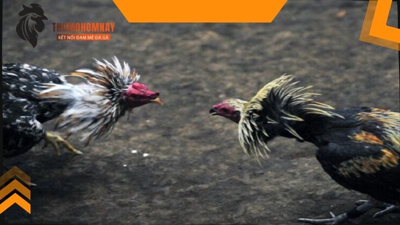 Tuân thủ chế độ tập luyện cho chiến kê sau khi bắn chân