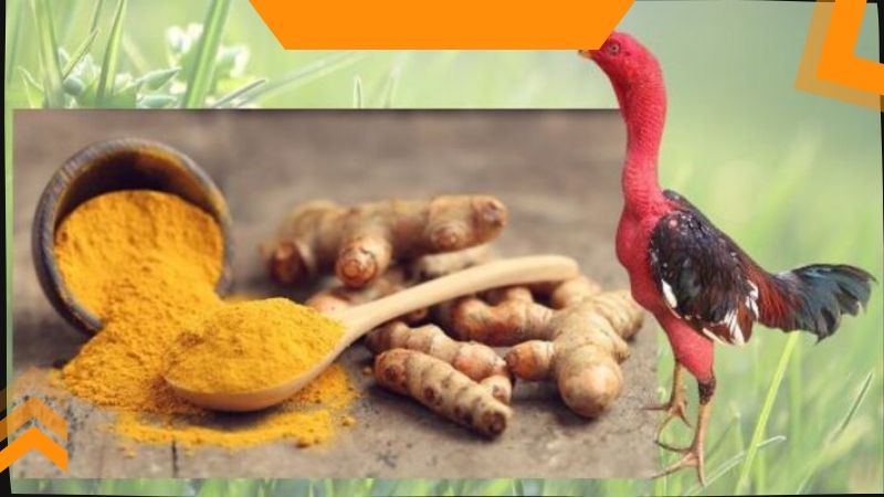 Chiến kê ở độ tuổi nào không nên vào nghệ?