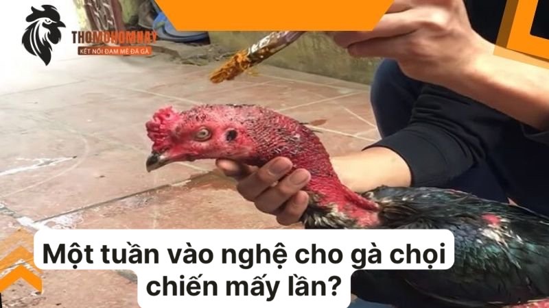Một tuần vào nghệ cho gà chọi chiến mấy lần để giúp da kháng khuẩn