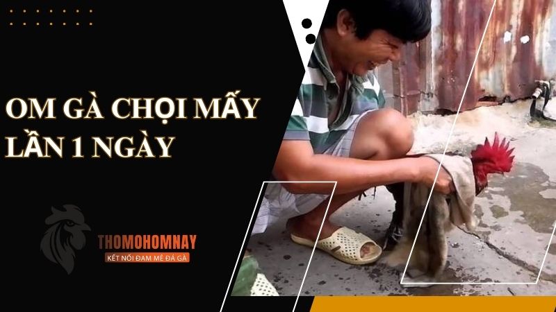 Nên om gà chọi mấy lần 1 ngày là phù hợp nhất?