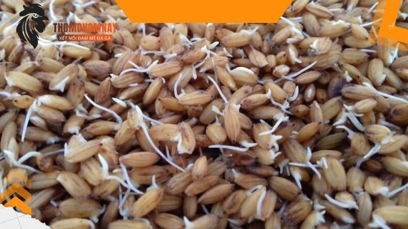 Gà chọi 6 tháng tuổi mấy kg là mức tiêu chuẩn cần đạt được để đá gà? 2 Sử dụng thóc ngâm cho gà chọi 6 tháng tuổi