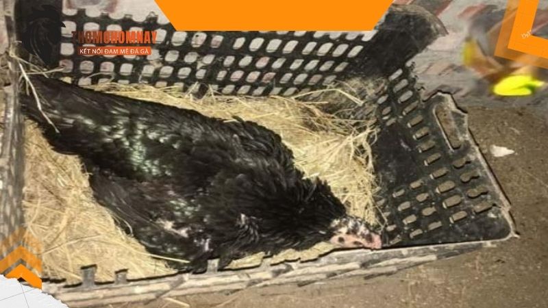 Gà chọi mái mấy tháng thì đẻ và một số thông tin cơ bản cần thiết 2 Chuẩn bị ổ cho gà chọi mái khi chuẩn bị đẻ