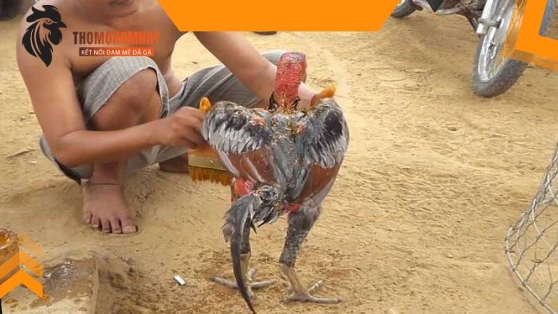 Nên vào nghệ cho gà ở độ tuổi nào là tốt nhất?