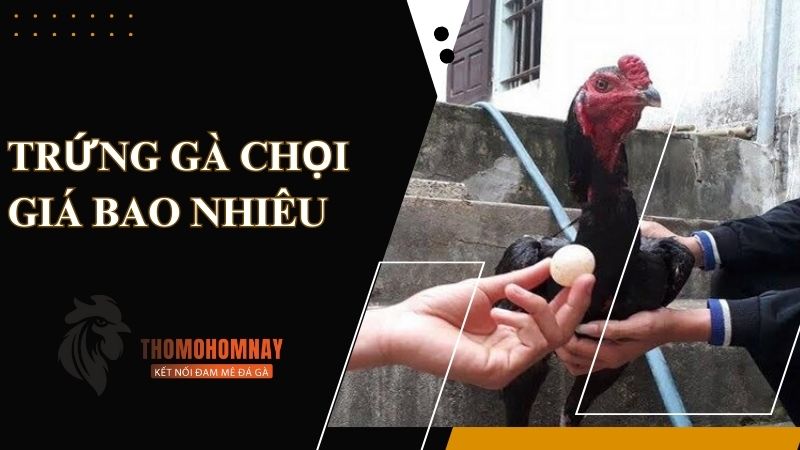 Thị trường đang rao bán trứng gà chọi giá bao nhiêu?