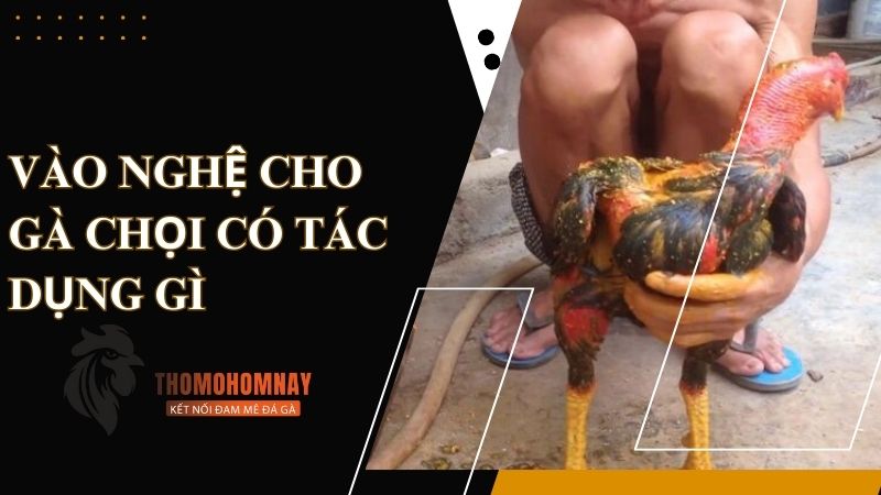 Lợi ích khi vào nghệ cho chiến kê là hồi phục thể lực sau chiến đấu