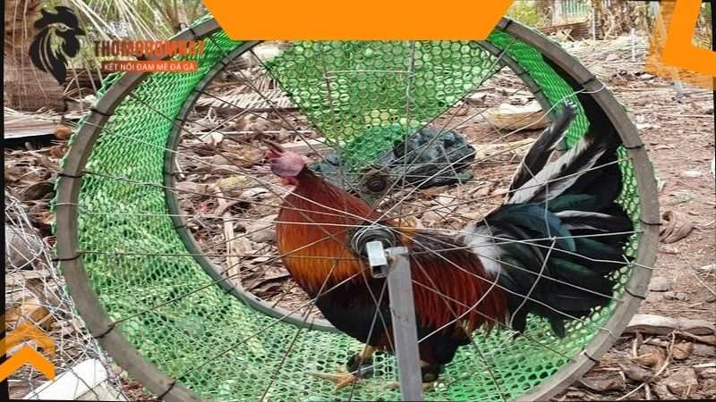 Chiến kê có thể lực tốt khi chạy bộ trong chuồng quần bội