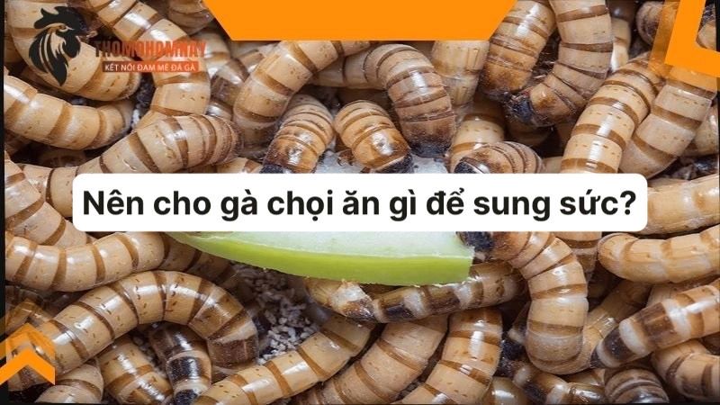 Gà chọi ăn gì để sung sức và có sức mạnh nhất? 3 Một số thực phẩm giàu chất đạm cần cung cấp cho chiến kê