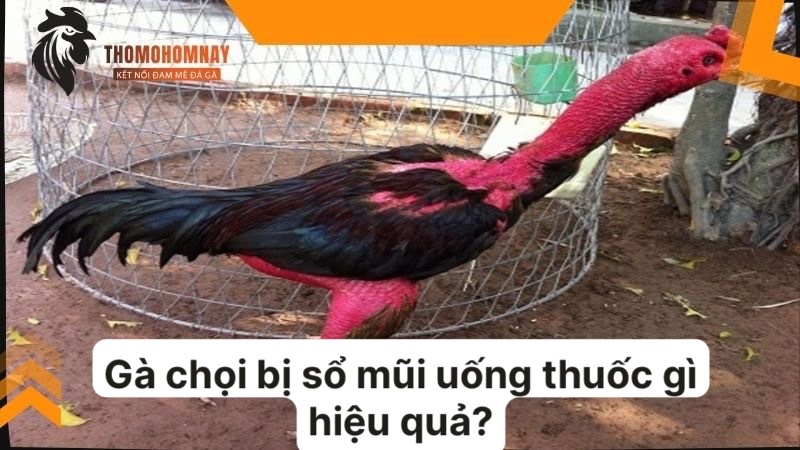 Gà chọi bị sổ mũi uống thuốc gì hiệu quả nhất? 2 Cho chiến kê uống TILMI ORAL hoặc MEBI-TICOSIN 20% khi bị chảy nước mũi
