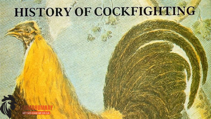 Tài liệu The History of Cockfighting